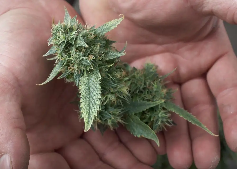 Important Tips In Harvesting Marijuana Growing Marijuana Blog