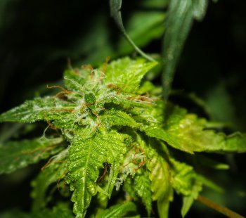 Pythium The Big Bully Of Marijuana Plants