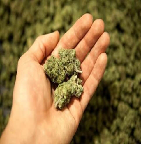 Marijuana: Back to Basics
