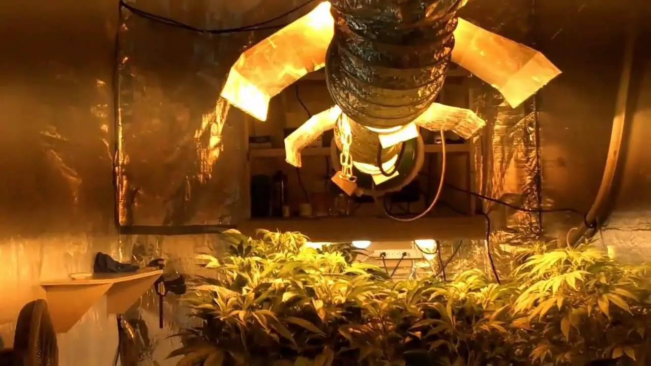 How To Grow Marijuana Plants Indoors