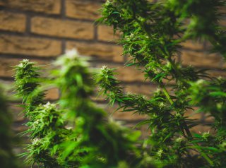 Growing Marijuana Indoors for Beginners 2019 Guide