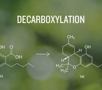Decarboxylation & How To Decarb Correctly