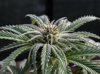 What Are The Best Sativa Strains - Landrace And Hybrids