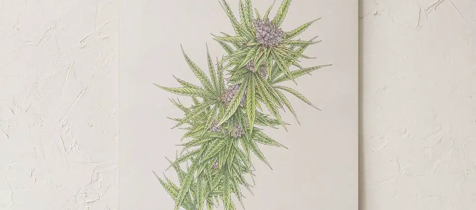 Blue dream botanical illustration