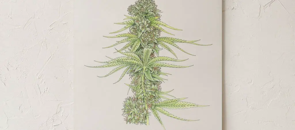 Goldleaf White99#2 botanical illustration