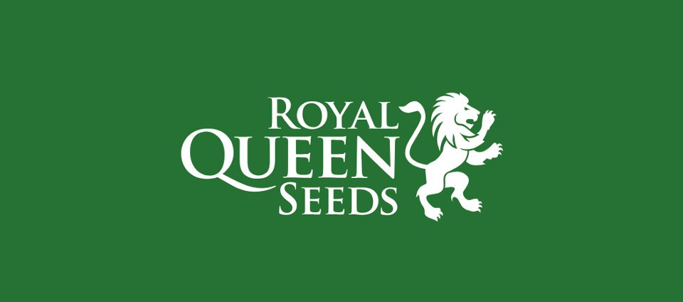 Royal queen seeds online