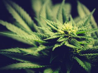 The Best Marijuana Indica Strains