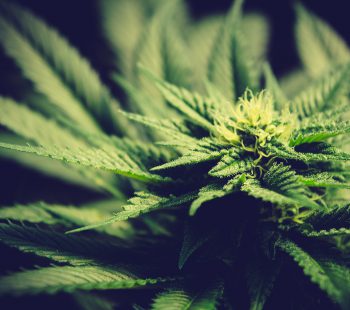 The Best Marijuana Indica Strains