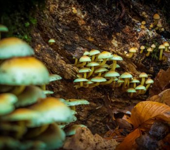 White mushrooms on brown tree