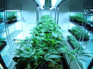 Grow In Hydro The Do’s & Don’ts In Marijuana Hydroponics