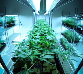 Grow In Hydro The Do’s & Don’ts In Marijuana Hydroponics