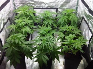 small grow tent