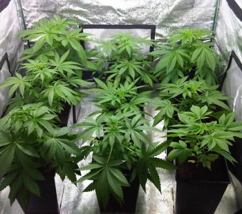 small grow tent