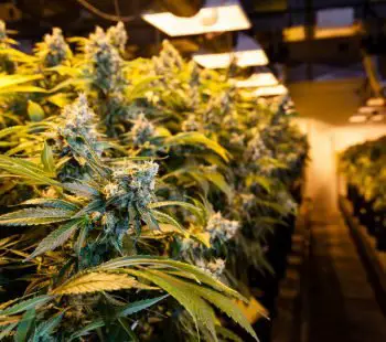 A Cheap Grow Room Setup For Marijuana