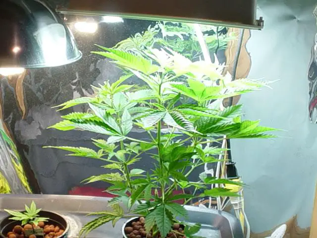 Cheap Indoor Marijuana Grow Room Setup | Growing Marijuana ...
