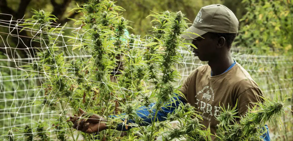 marijuana to harvest