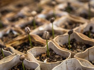 Choosing & Germinating Marijuana Seeds