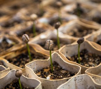 Choosing & Germinating Marijuana Seeds