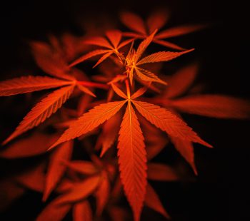 Medical Marijuana And Its Forms (2)