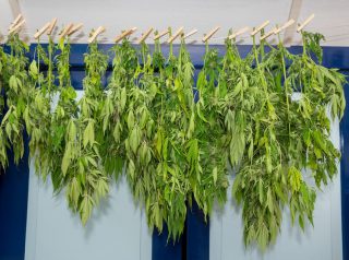 Washing line with drying hemp plants