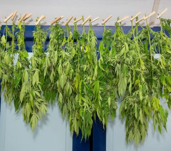 Washing line with drying hemp plants