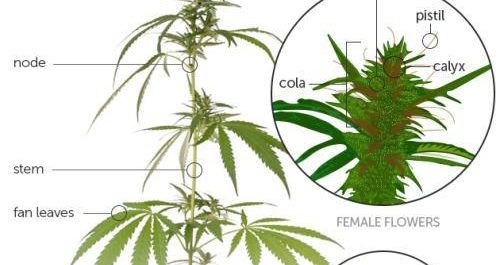 cannabis sativa