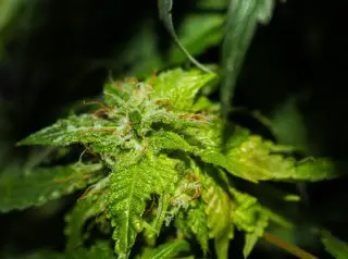 Pythium The Big Bully Of Marijuana Plants