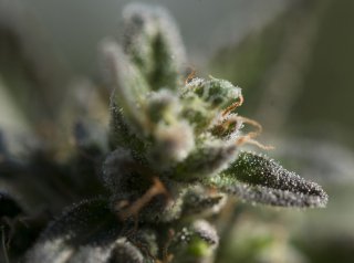 Signs Of High Quality Marijuana