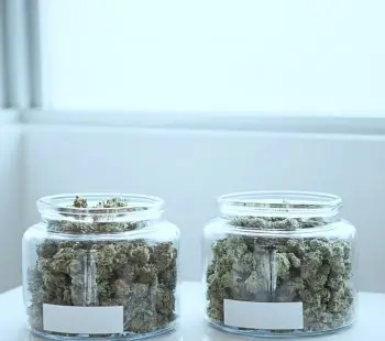 Cloning Marijuana Plants