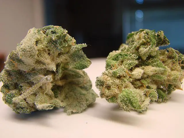 G13 Weed Strain Dublin - https://dublincannabisstore.com/