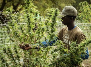 How Cannabis Is Cultivated