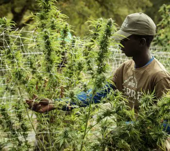 How Cannabis Is Cultivated