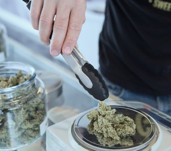 Marijuana And Other Cannabis Preparations