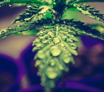 Marijuana The Misunderstood Plant