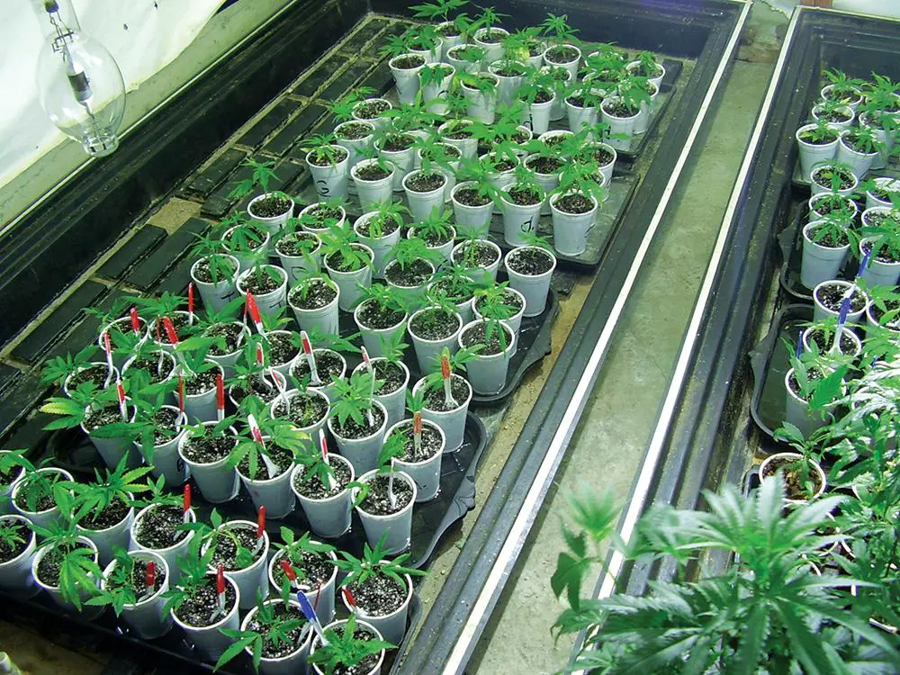 Cloning Marijuana Plants Growing Marijuana Blog