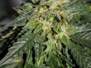 All About The Sativa Marijuana Strain