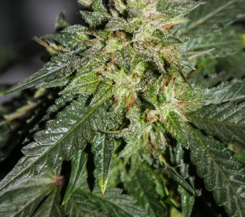 All About The Sativa Marijuana Strain