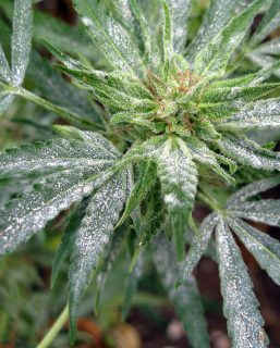 Cannabis Diseases White Powdery Mildew