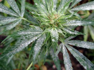 Cannabis Diseases White Powdery Mildew
