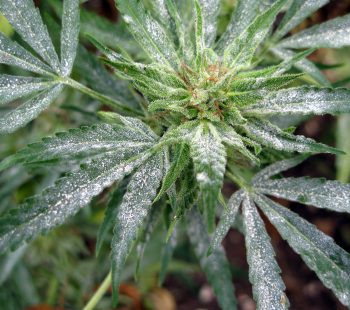 Cannabis Diseases White Powdery Mildew