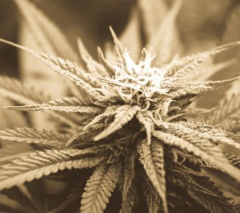 Common Cannabis Plant Problem