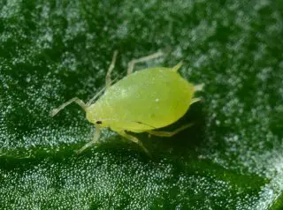 Different Types Of Weed Pests And Bugs