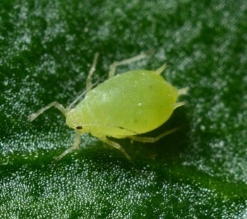 Different Types Of Weed Pests And Bugs