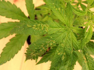 cannabis diseases