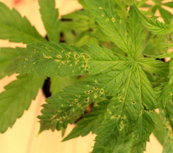 cannabis diseases