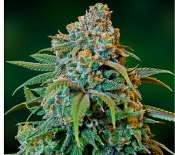 Outdoor Marijuana Seed Strains