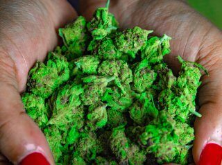 Marijuana Back To Basics