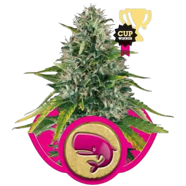 Royal-Moby-Marijuana-Strain