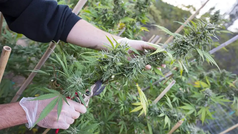 A Photo of Harvesting Cannabis