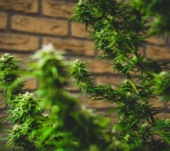 Growing Marijuana Indoors for Beginners 2019 Guide